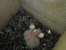 2 Eastern Rosella Chicks Video